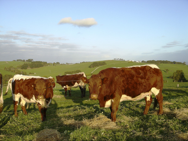 Pinzgauer Herd in Victoria